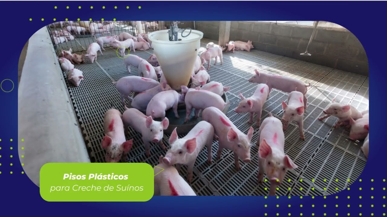 NTC Agro | Pisos e vigas plásticas para baias de suínos | Creche e maternidade