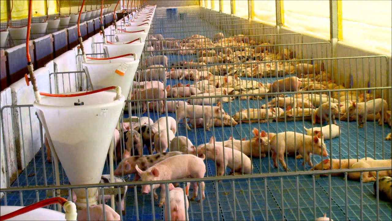 NTC Agro - pisos e vigas plásticas para baias de suínos - creche e maternidade